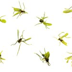 Greenery Unlimited | How to Treat Fungus Gnats