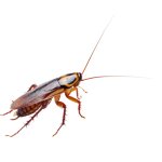 Cockroach