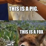 Please learn important fox facts