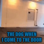 Runny Funny | THE DOG WHEN I COME TO THE DOOR | image tagged in gifs,dogs | made w/ Imgflip video-to-gif maker