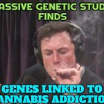 Genes Linked To Cannabis Addiction | MASSIVE GENETIC STUDY 
FINDS; GENES LINKED TO CANNABIS ADDICTION | image tagged in elon musk smoking weed,cannabis,study,science,war on drugs,medical marijuana | made w/ Imgflip meme maker