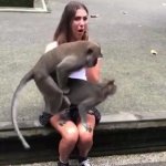 Monkeys screwing on woman's lap meme
