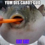 pufferfish eating carrot | YUM DIS CAROT GUD; EAT EAT | image tagged in pufferfish eating carrot | made w/ Imgflip meme maker