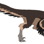 Pectinodon (Male)