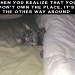 Cat Takes Over