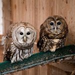Barred Owl and Spotted Owl