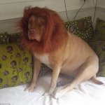 Dog In A Lion Costume meme