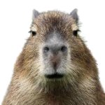 Capybara