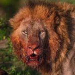 Lion after eating, blood on face