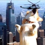 dog corggi eat helicopter