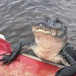 Alligator fishing