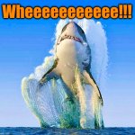 Just like real life | Wheeeeeeeeeee!!! | image tagged in great white shark,memes,shark,wildlife,jumping | made w/ Imgflip meme maker