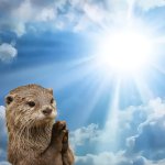 Otter praying the sun