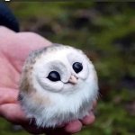 CUTE BABY OWL