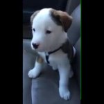 hiccups dog GIF Template