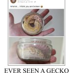 Save the Geckos meme