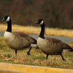 two geese chilling on the side meme