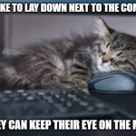 meme by Brad cat keep eye on computer mouse