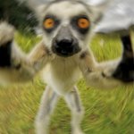 blurry lemur