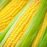 Corn template