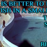 It's better to be a big fish in a small pond than a small fish in a big pond | IT IS BETTER TO BE A BIG FISH IN A SMALL POND; THAN A 
SMALL 
FISH 
IN A 
BIG POND | image tagged in thunderball film,philosophy,fish,inspirational quote,sharks,life sucks | made w/ Imgflip meme maker