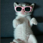 angry kitten wearing sunglasses