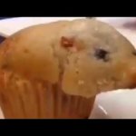 Hamster