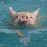 swim pig meme