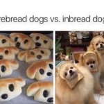 Purebread and Inbread dogs