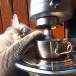 Coffe maker clean cat