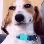 Naughty Dog smile GIF Template