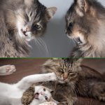 cats fighting and loving