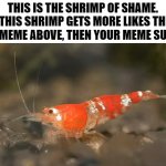 the shrimp of shame