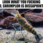 shrimplor is dissapointed