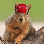 MAGA Squirrel