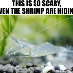 hiding shrimp