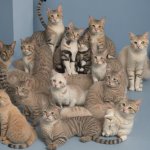 aww that's some cute group of cats! SQUINT YOUR EYES meme