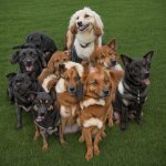 aww what a cute group of dogs! SQUINT YOUR EYES meme