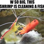 Shrimp cleaning a fish