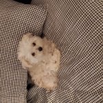 Best of Frizzly