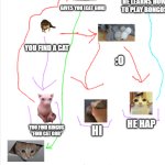 cat meme web