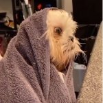 Dog in towel