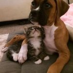 Cute dog and cat bffs