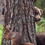 Bear hiding from squirrel