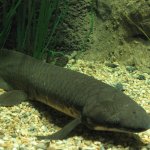 Lungfish