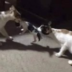 two cats fighting for kitten