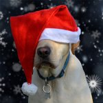 Christmas dog 5