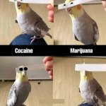 bird drugs meme