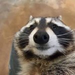 Raccoon selfie face