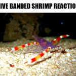live banded shrimp reaction